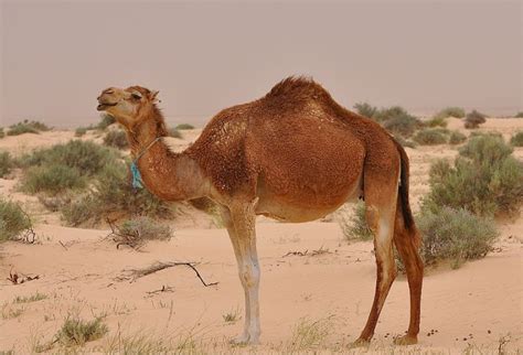 10 Incredibly Adaptive Sahara Desert Animals