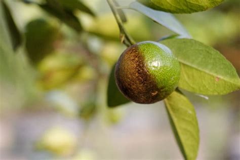 7 Orange Tree Diseases: How to Identify and Treat Them - Minneopa Orchards