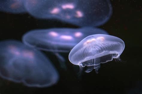 Moon Jellyfish by Jonkman Photography