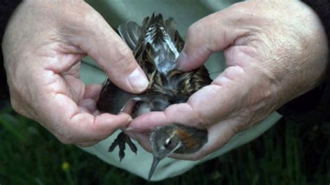 'Unique' bird migration discovered - BBC News