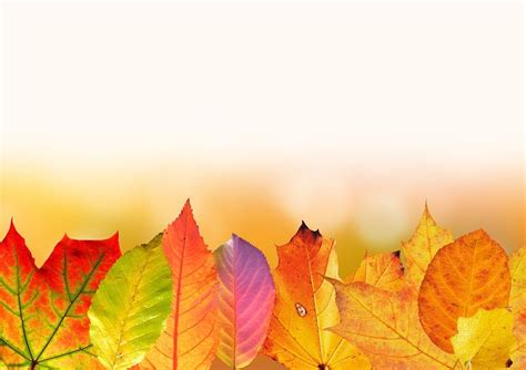 Free Image on Pixabay - Fall, Leaves, Multicoloured | Herbstlaub ...