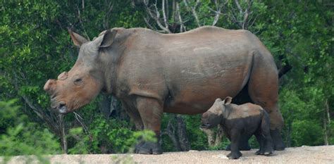 Scientists call for legalisation of rhino horn trade