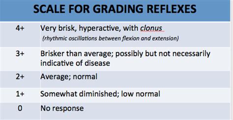 Deep Tendon Reflex Scale