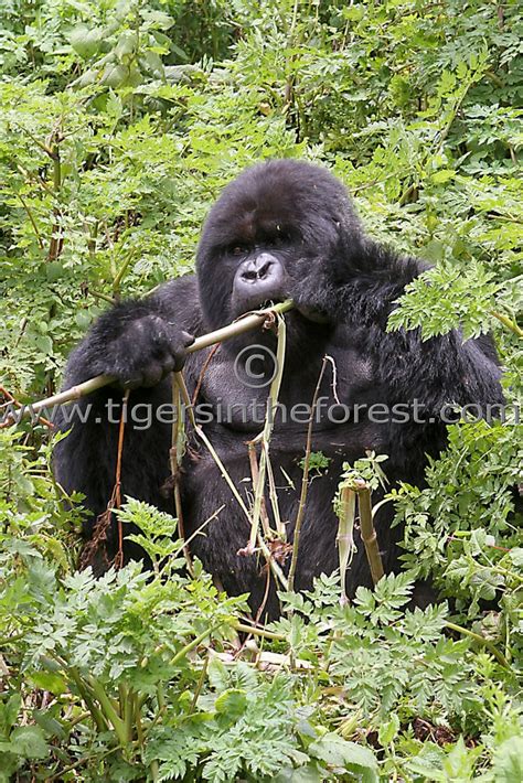 Mountain Gorilla (Gorilla Beringei Beringei) - In African Wildlife - Tigers In The Forest