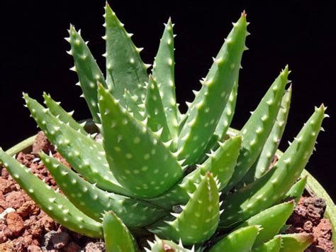 20 Different Types of Aloe Plants - Garden Lovers Club