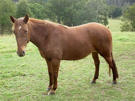 Brumby Horse Breed Information, History, Videos, Pictures