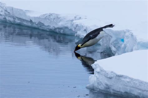 Fascinating facts about emperor penguins – Woods Hole Oceanographic Institution