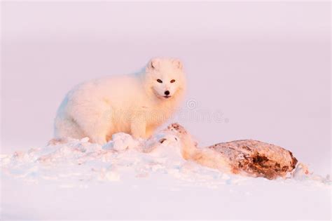 Polar Fox in Habitat, Winter Landscape, Svalbard, Norway. Beautiful White Animal in the Snow ...