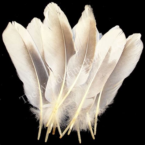 Goose Tail Feathers - Wandering Bull Native American Shop