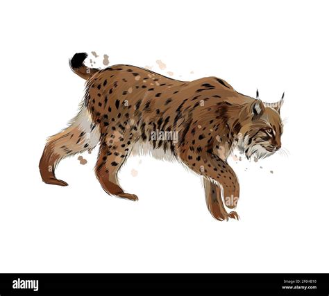 Eurasian lynx lynx lynx winter Stock Vector Images - Alamy