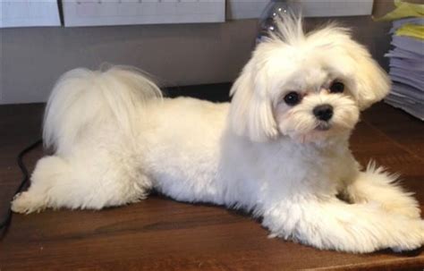 27+ maltese dog haircut styles - TresnaAyslin