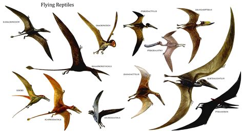 Flying Reptiles wallpaper | Dinosaur wallpaper, Prehistoric animals, Dinosaur images