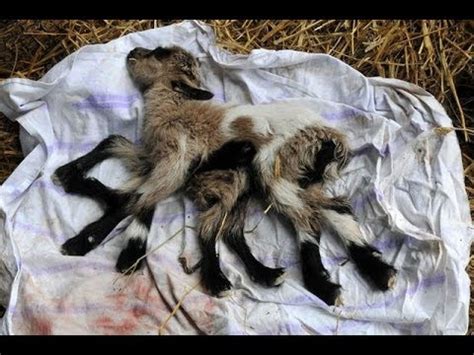 Spider Goat -- Most Amazing Birth - YouTube