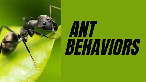 Ant Behaviors II Ant Social Behaviors - YouTube