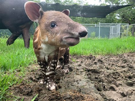 Endangered Baird’s Tapir Born at Audubon Zoo