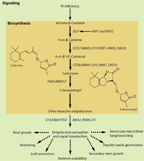 Summary of strigolactone biosynthetic and signaling pathways. The... | Download Scientific Diagram