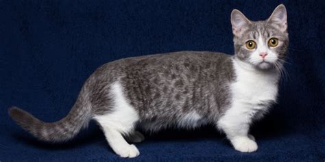 Munchkin Cat Breed: Size, Appearance & Personality