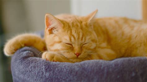 A Bengal Cat Sleeping · Free Stock Photo