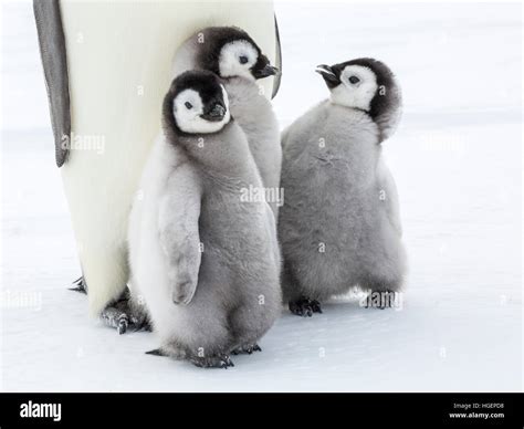 Three Emperor Penguin chicks with two interacting Stock Photo - Alamy