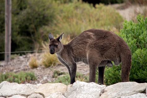 Kangaroo island Stock Photos, Royalty Free Kangaroo island Images | Depositphotos