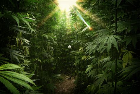 Marijuana Wallpaper Computer - WallpaperSafari