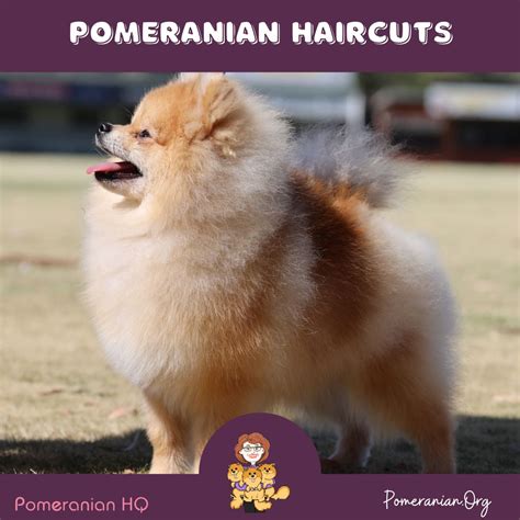 Pomeranian Haircuts and the Pomeranian Lion Cut