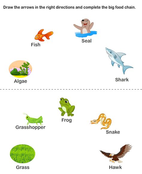 Kids Page: Animal Food Chain Life Cycle | Printable Biology Worksheet