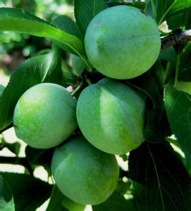 Green Gage Plum Tree - Rare green dessert plum with endless culinary u – Online Orchards