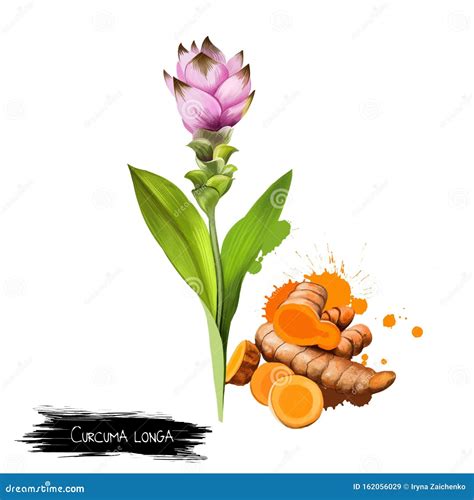 Curcuma Flower, Root And Powder Isolated On White. Turmeric Curcuma Longa Rhizomatous Herbaceous ...