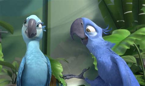 Blue macaw parrot that inspired "Rio" is now officially extinct in the ...