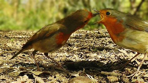 Birds Courtship Feeding - Male Robin Feeding A Female Robin - YouTube