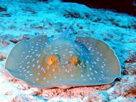 Blue-spotted Stingray – "OCEAN TREASURES" Memorial Library