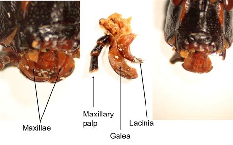 Insect Anatomy – The Head – UNBC BIOL 322, Entomology