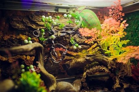 Panther Chameleon Care 101: Diet, Habitat, & Setup Guide for Beginners