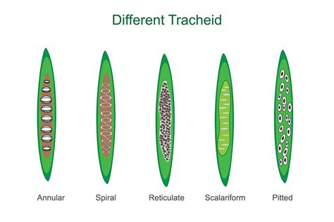 Tracheids are elongated plant cells that transport water and provide structural support, found ...