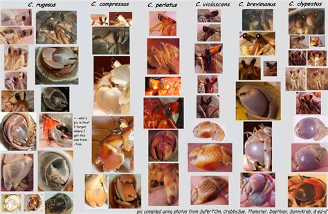 Species Charts | Hermit Crab Care & Adoption