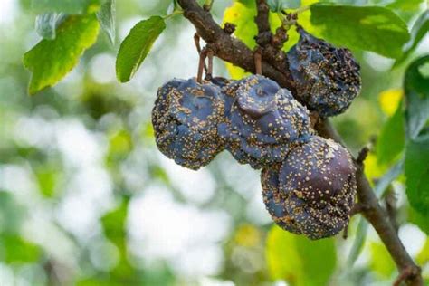 Plum Tree Diseases - What to Watch for and How to Protect Your Plum Tree - Minneopa Orchards