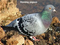 Homing Pigeons: History | Beauty of Birds