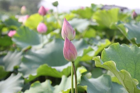 Free Images - lotus buds buds lotus