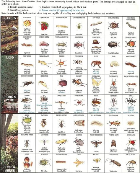 insect-identification-chart | Insects, Chart and Insect identification