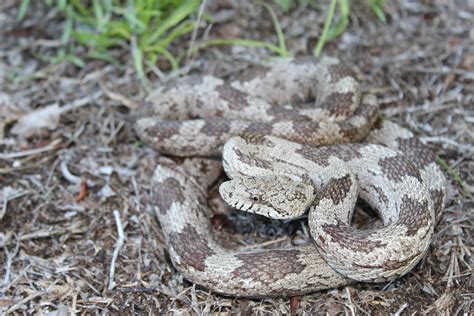 Gray Ratsnake – Florida Snake ID Guide