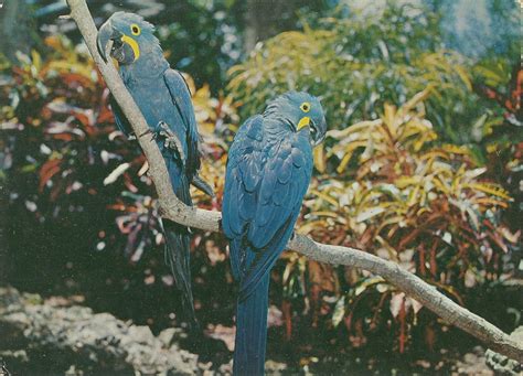 Vintage Travel Postcards: Parrot Jungle - Miami, Florida