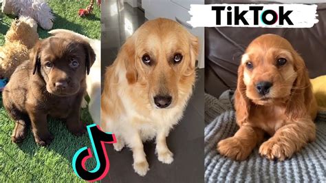 TIK TOKS THAT MAKE YOU GO AAWWW ~ Funny Dogs of TikTok Compilation ...