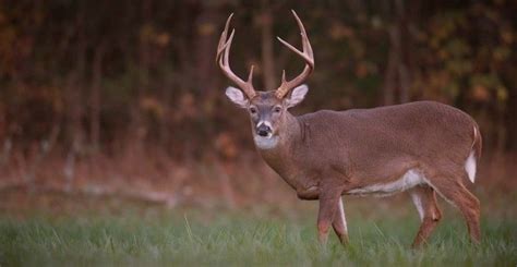 Comprehensive List of The Best Whitetail Deer Hunting Tips