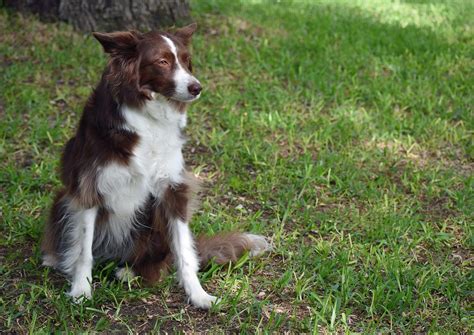 101 Female Border Collie Names + Meanings