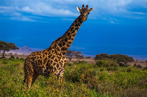 Giraffe in Africa Safari Royalty-Free Stock Photo