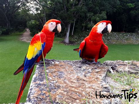 Historia del Día Nacional de la Guacamaya Roja, nuestra Ave Nacional