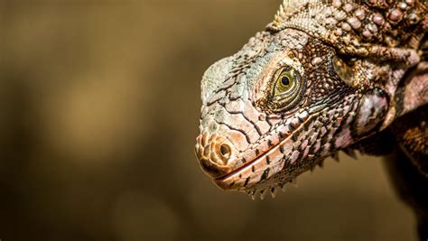 Scaly Skin of Reptile · Free Stock Photo