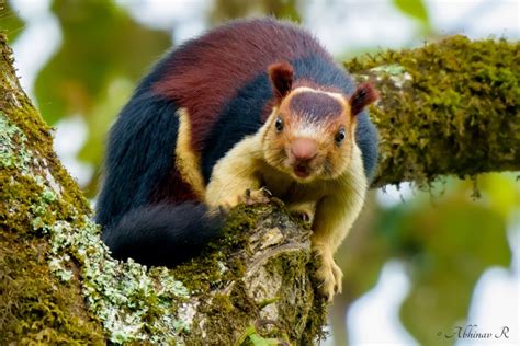 Did You Know? There Are Rainbow Colored Squirrels In India | Curly Tales