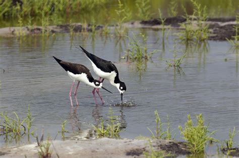 Pop-up Wetlands for Migratory Birds | PERC